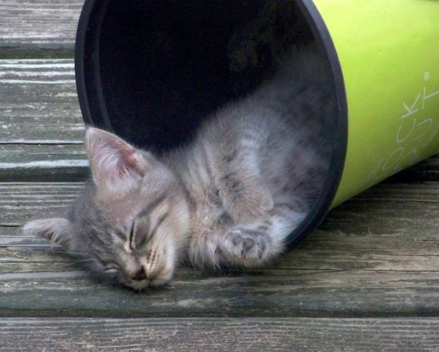 Коты и Кошки