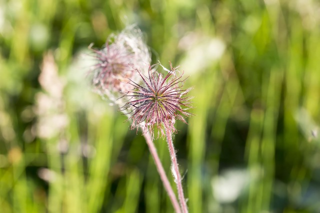 Просто Природа