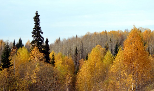 Осенняя тайга