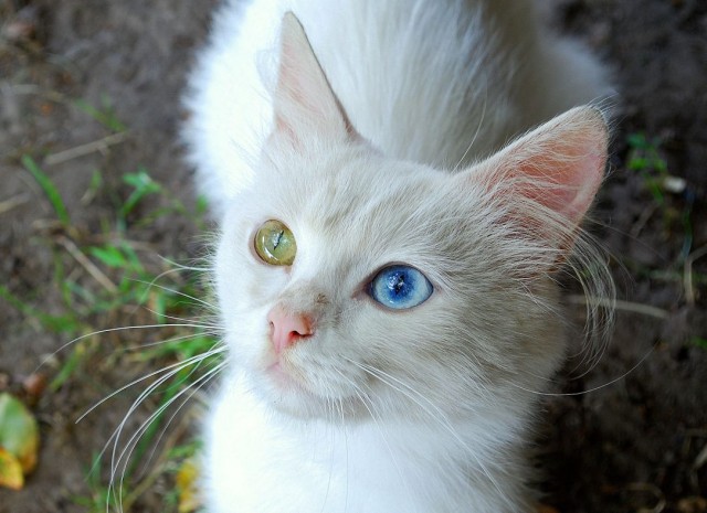 Котовторник - С праздником, котоводы!