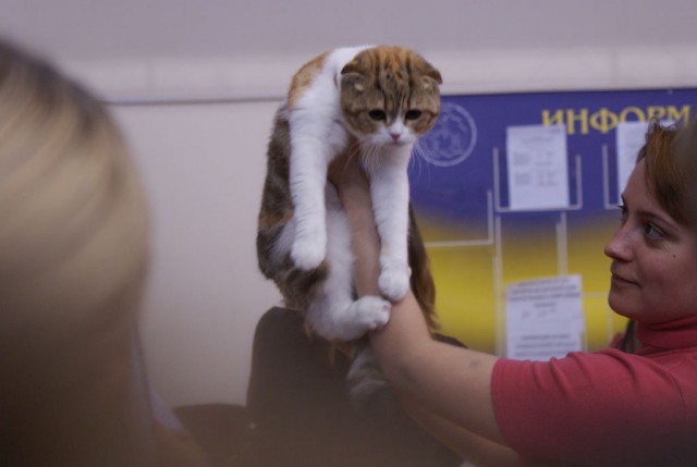Выставка кошек