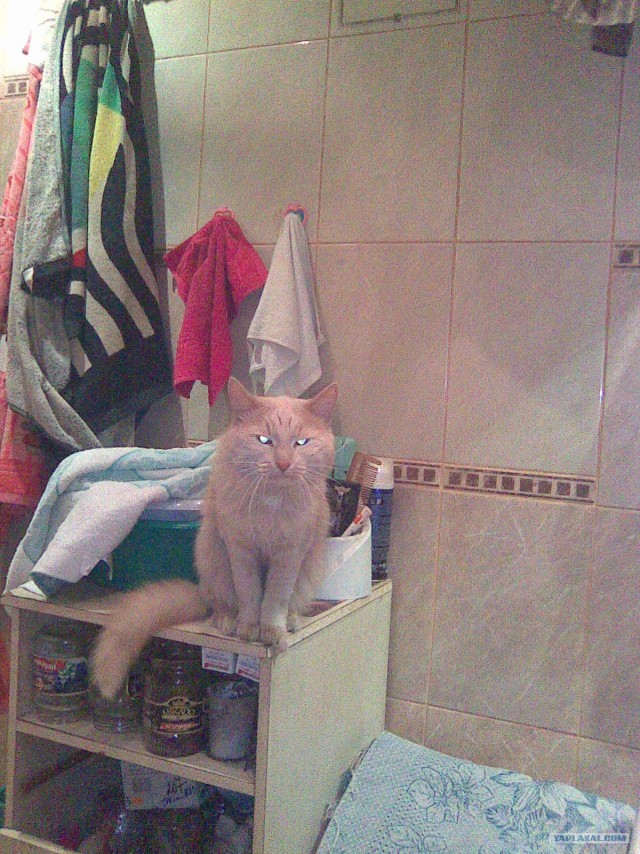 Ну и где ваш котовторник?