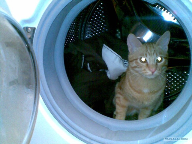 Котовторник (31.01.2012)