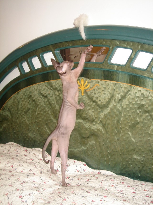Котовторник (07.02.2012)