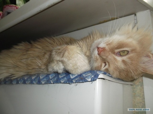 Котовторник  от 3.04.2012