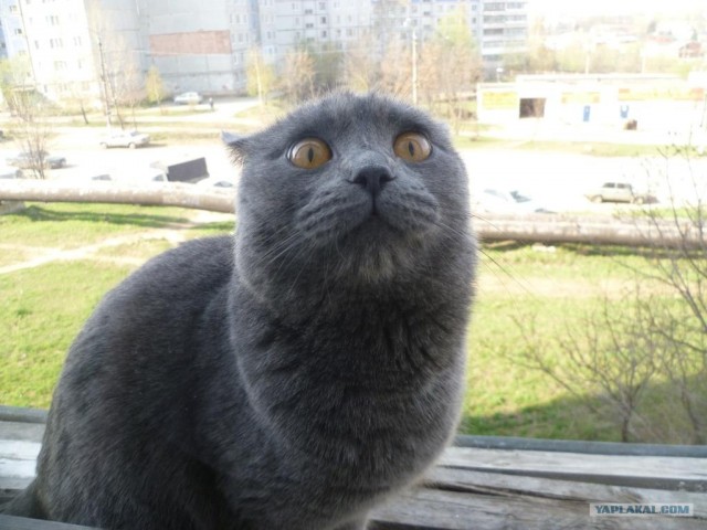 Котовторник 29.05.2012