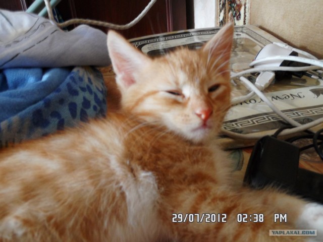Котовторник 31.07.2012 г.