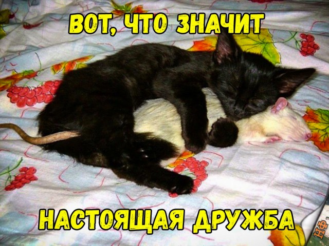 Милые животные. Мимиметр сломался