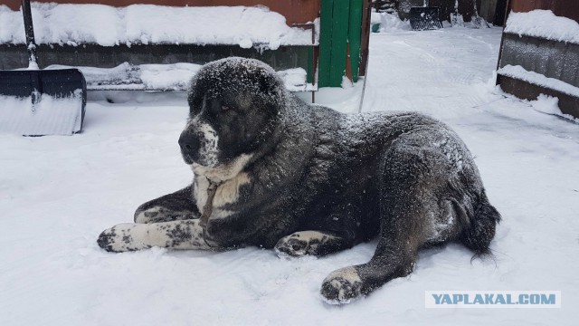 6 лет назад я приобрел себе друга.