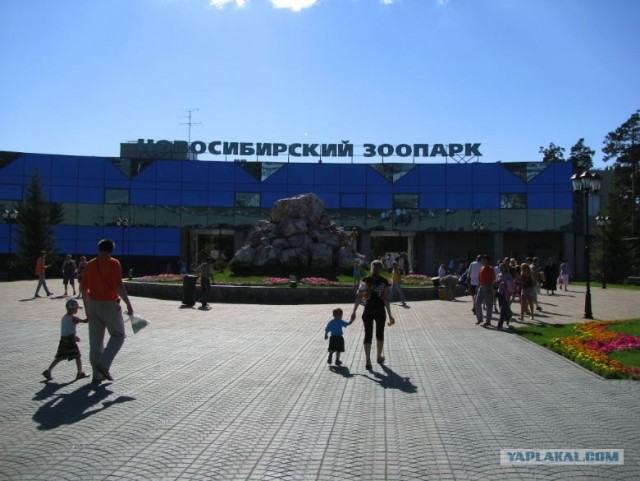 Новосибирский зоопарк (8 фото)
