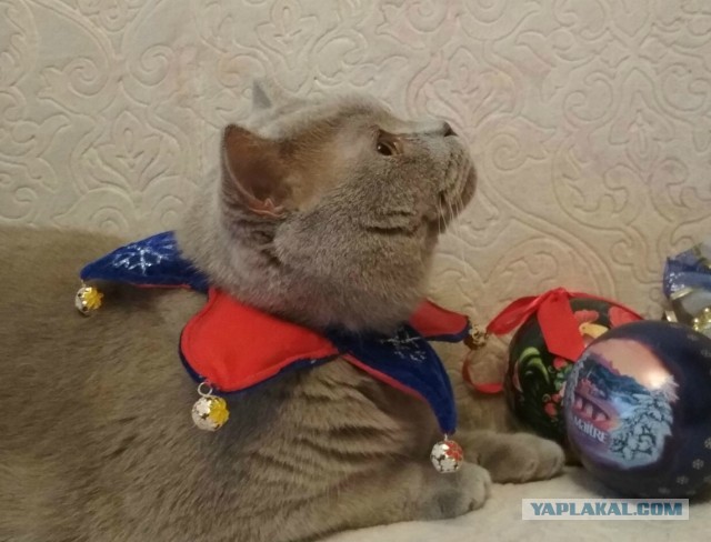 Международный день домашних животных