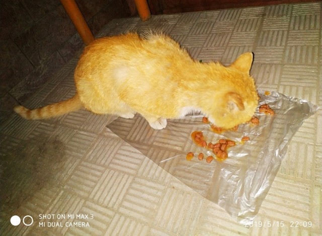 Уличные котаны