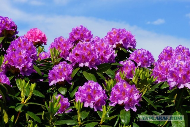 С днём рождения, Ati!