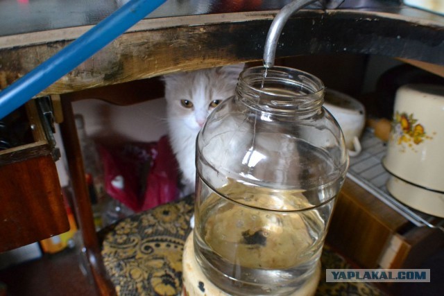 Всемирный день кошек