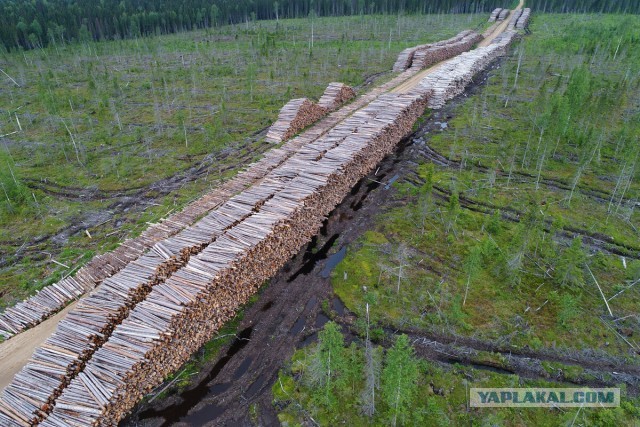 Японцы приобретут лесную компанию на Дальнем Востоке за $525 млн