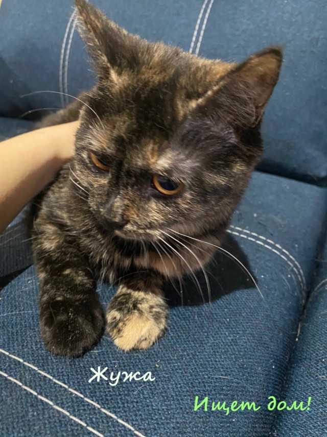 Жизнь домашнего приюта "Котоленд" 326