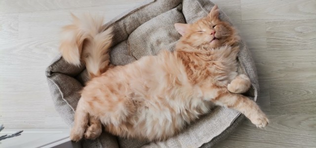 Котовторник ведь начался!