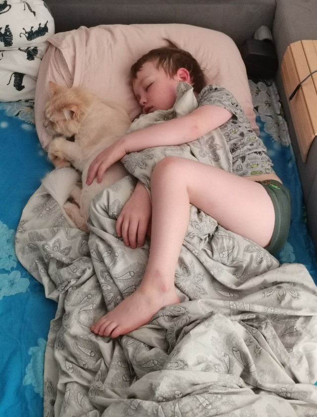 Котовторник 19.07.22