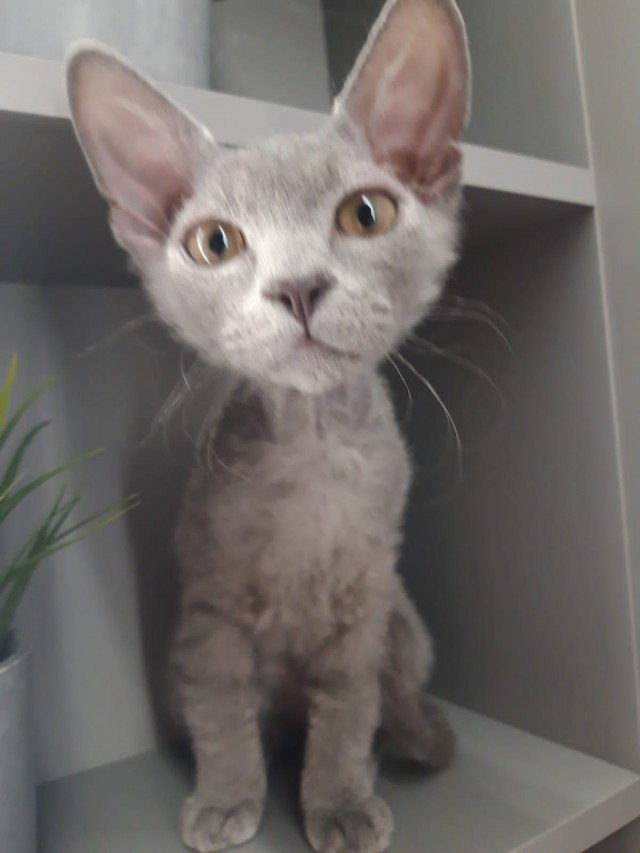 С Котовторником вас! Зовут Чеса!