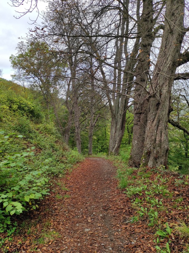 А может быть поделимся печальной красотой?