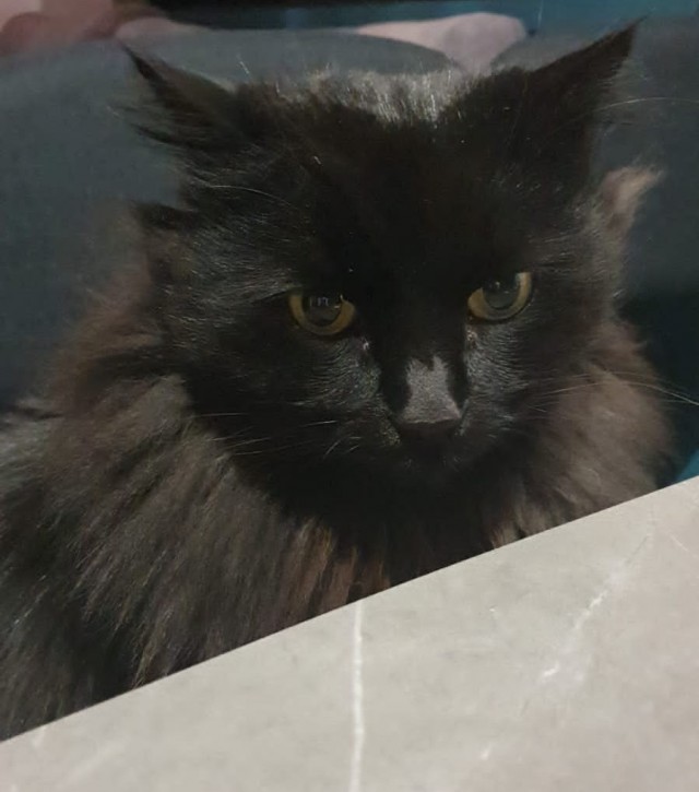 Котовторник 17.01.23