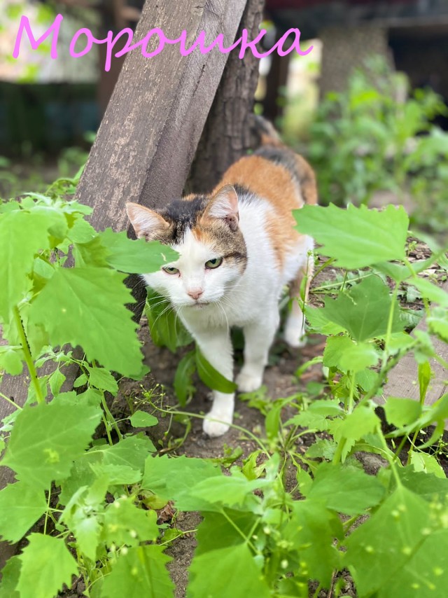 Жизнь домашнего приюта "Котоленд" 392
