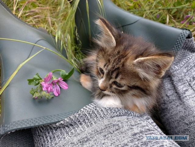 Котовторник. Немного сицилийских котов.