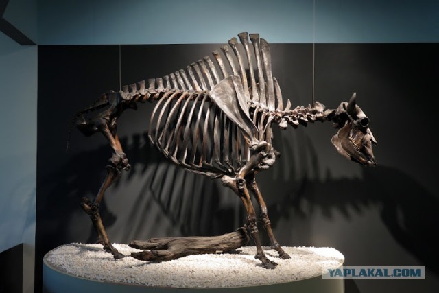 Битумные озера Ла-Брея (La Brea Tar Pits)