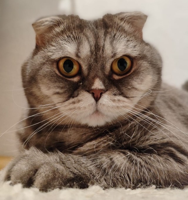 Котик в перьях