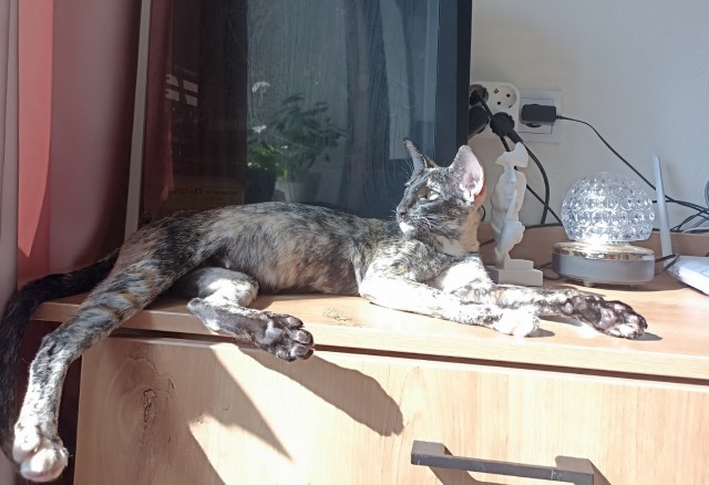 Всех с котовторником