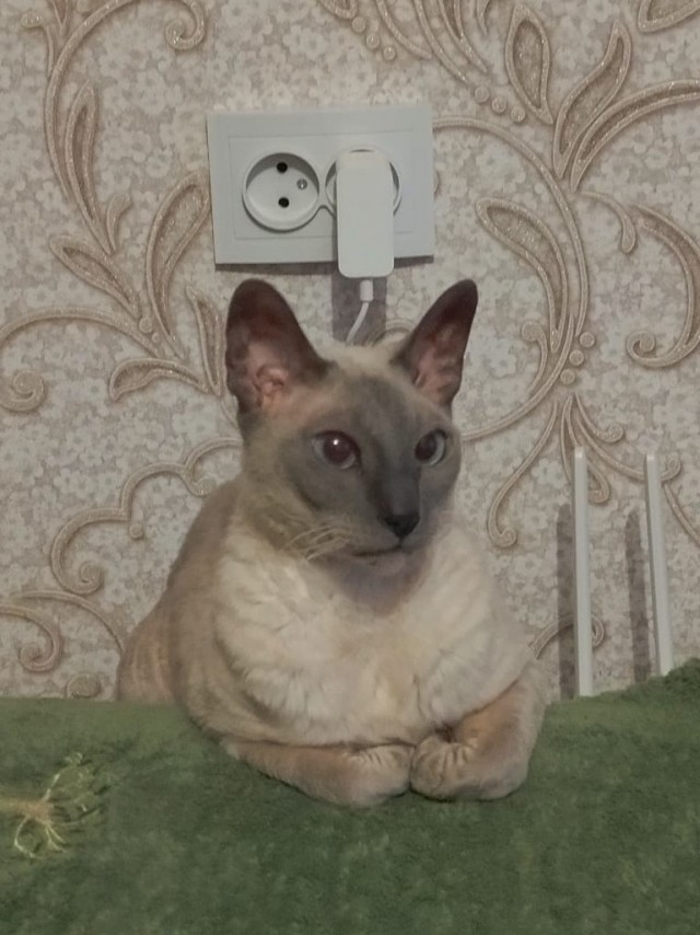 Котовторник
