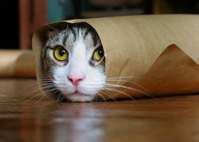Котовторник в картинках