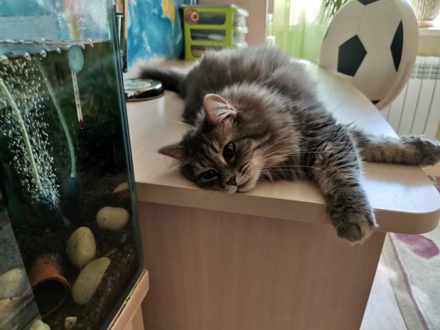 Шерстяная нашла дом