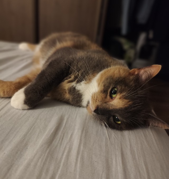 Принимайте в клуб! Котовторник же
