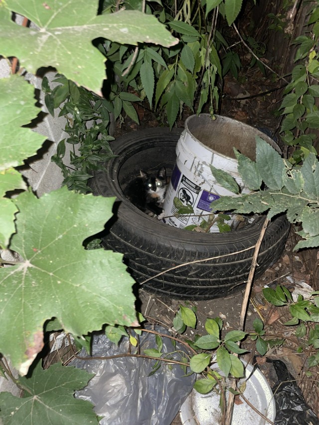 Нашёл маленькую трëхцветку за мусорным баком