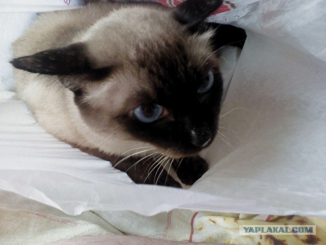 Как я подобрал котэ