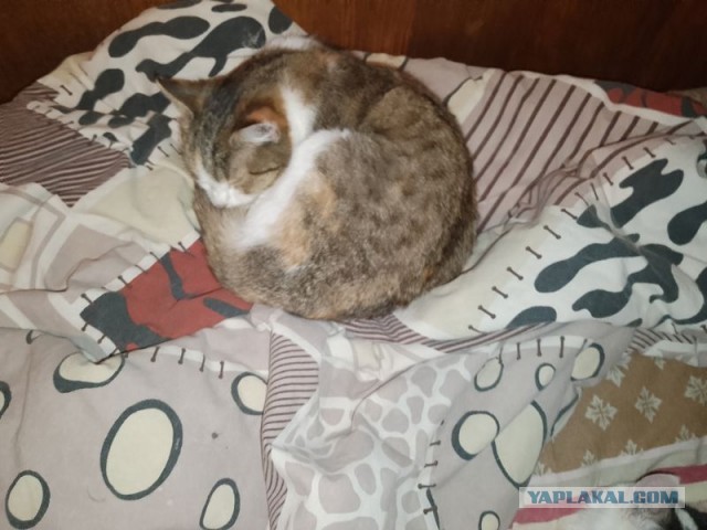 Жизнь домашнего приюта для котеек 529