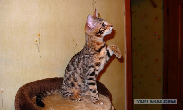 О бенгальских котах на наглядном примере