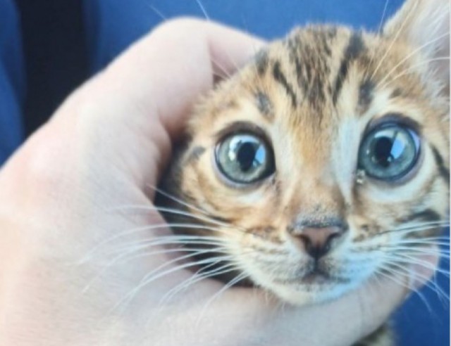 Котовторник продолжается
