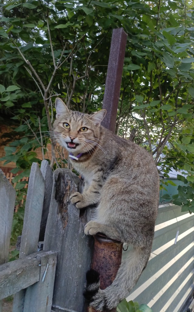 Моя жена не умеет фоткать кота