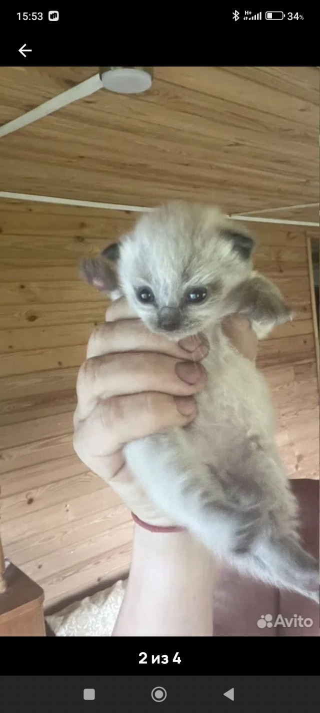 Котовторник . Как назвать бандита ?)