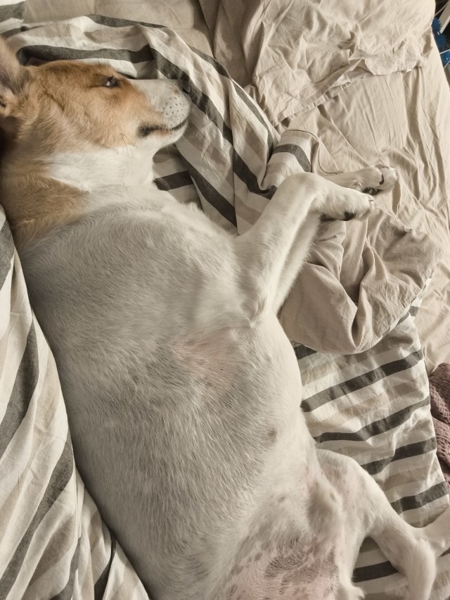 А у Даны д.р. Ей 11 лет..