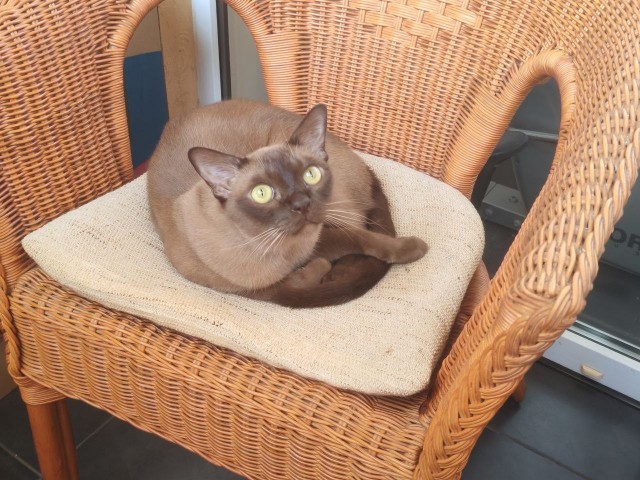 Котовторник 21.10.2025