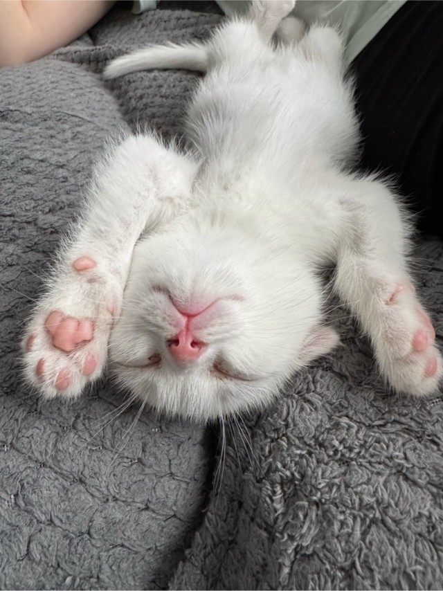 Котовторник