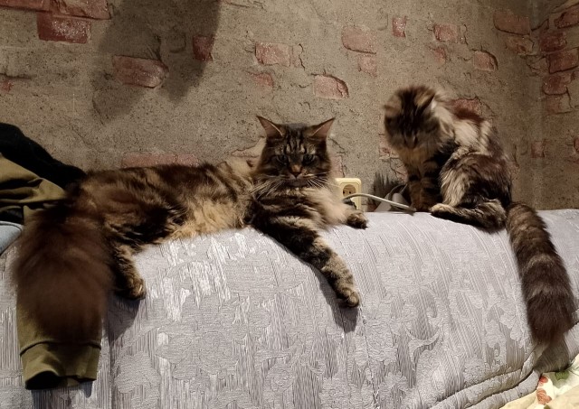 Мои шайтаны