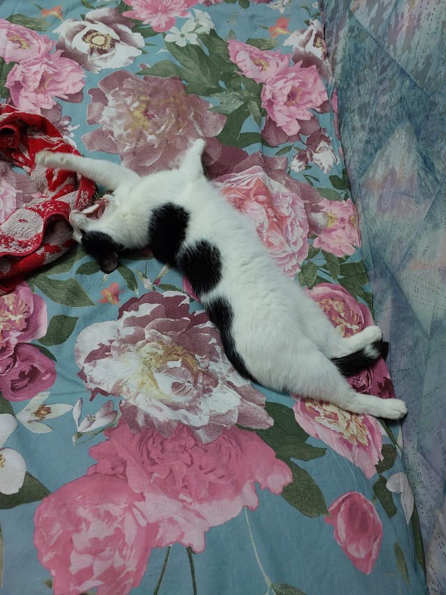 Котовторник же!