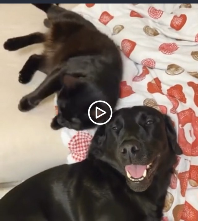 Котопёс