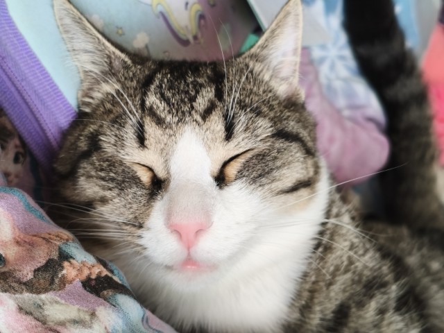 Котлета
