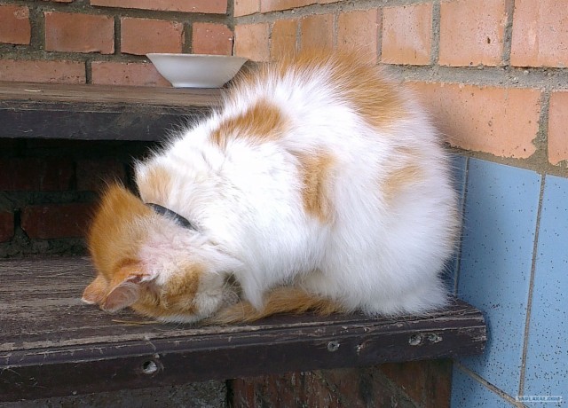 Домик для котэ