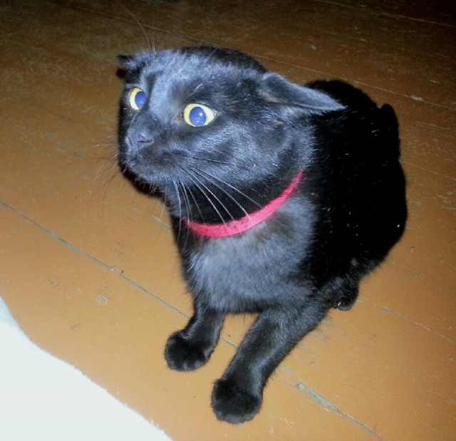 Невыразительные коты